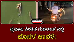 ಪ್ರವಾಹ ಪೀಡಿತ ಗುಜರಾತ್ ನಲ್ಲಿ ಮೊಸಳೆ ಹಾವಳಿ; ಬೈಕ್ ನಲ್ಲಿ ರಕ್ಷಣೆ!